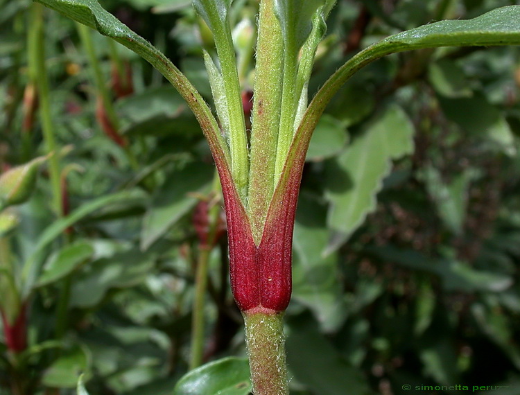 Cistus laurifolius / Cisto maggiore